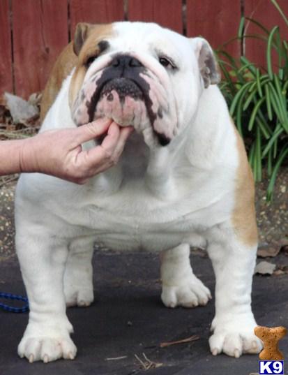 Bulldog Stud Dog: Ch Hilltop Toby Tubbys Livn The Dream 14 Years old