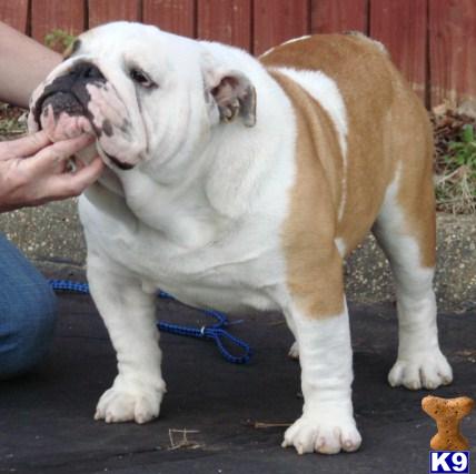 Bulldog Stud Dog: Ch Hilltop Toby Tubbys Livn The Dream 14 Years old