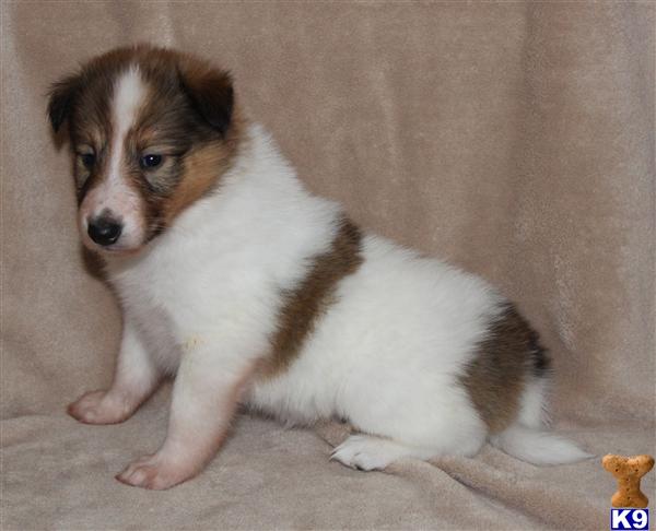 Collie Puppy for Sale: Collie Puppy 12 Years old