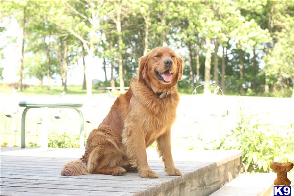 a golden retriever dog sitting on a ledge