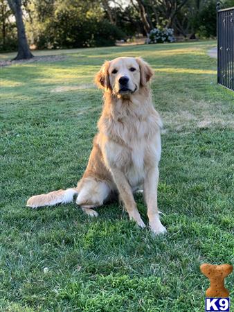 a golden retriever dog sitting in the grass