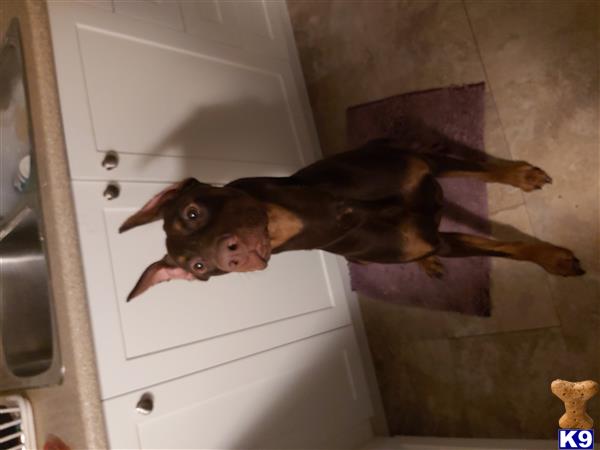 a doberman pinscher dog standing on a tile floor