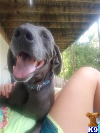 a weimaraner dog with its mouth open