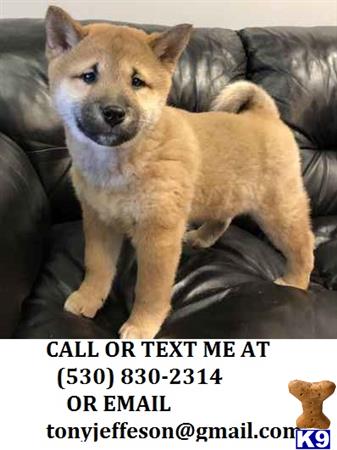 Shiba Inu Puppy For Sale Dixie 3 Years Old