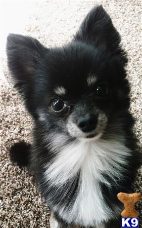 a black and white pomeranian puppy