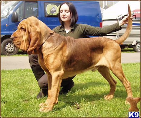 topdog%5Ctopdog_bloodhound-b20131179526.jpg