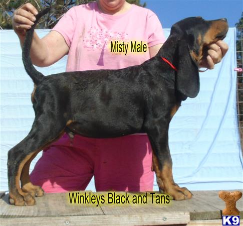 a black and tan coonhound dog standing on a wooden surface