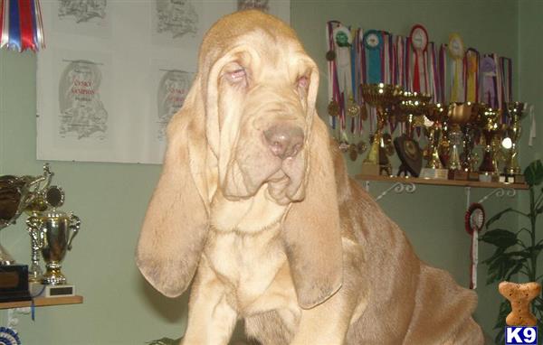 a bloodhound dog with a human face