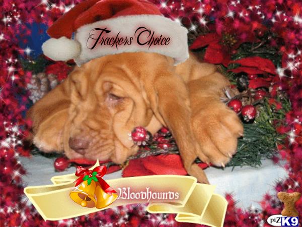 a bloodhound dog wearing a santa hat