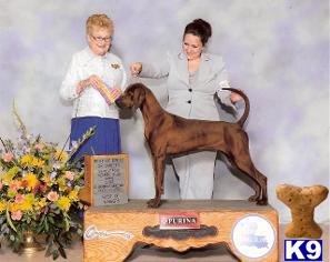 a man and woman standing next to a redbone coonhound dog