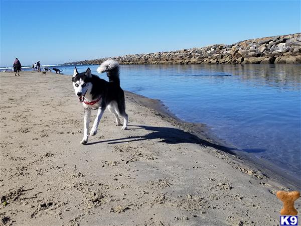 a siberian husky dog running on a beach