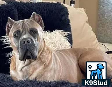 a cane corso dog lying on a couch
