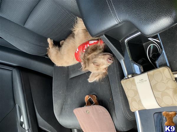 a dachshund dog in a car