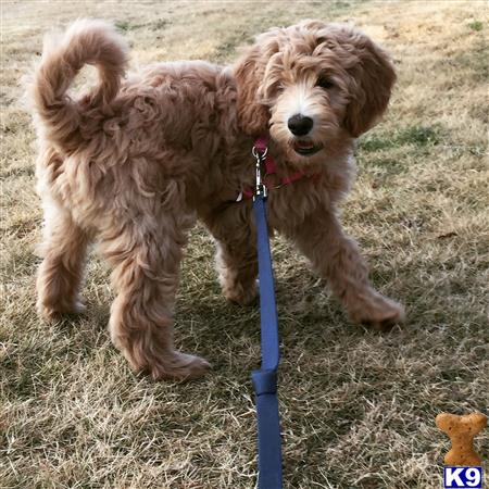 a goldendoodles dog on a leash