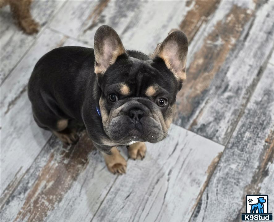 a french bulldog dog sitting on a wood floor