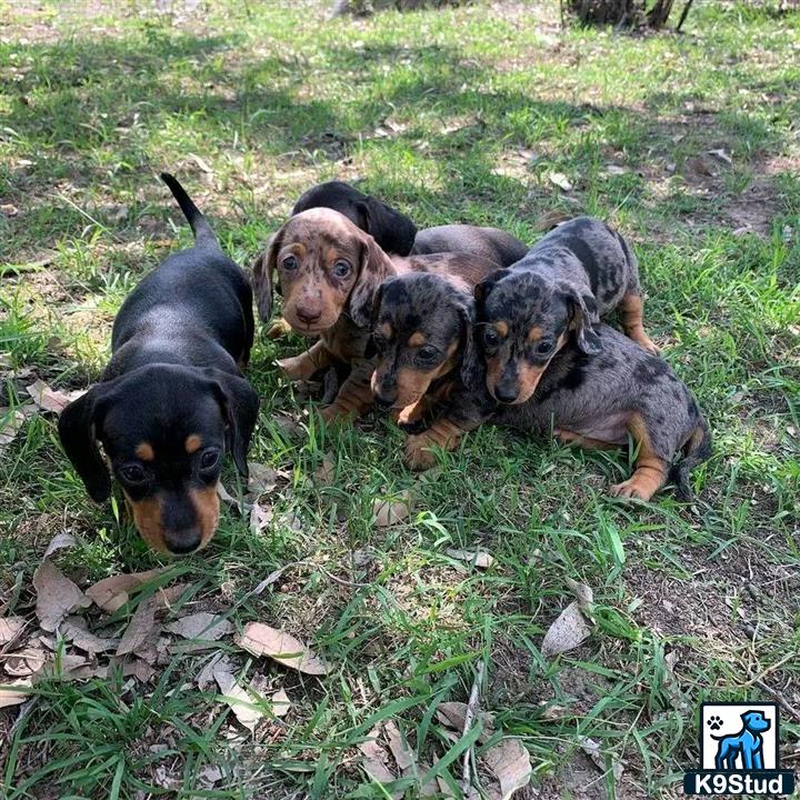 a group of dachshund puppies in the grass