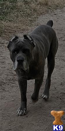 a cane corso dog standing on dirt