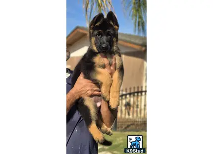 a person holding a german shepherd dog