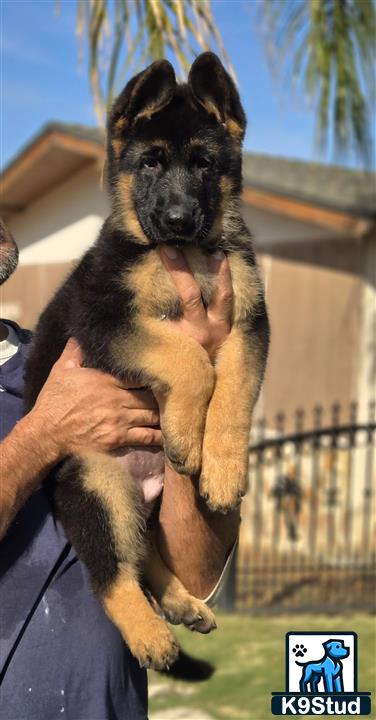 a person holding a german shepherd dog