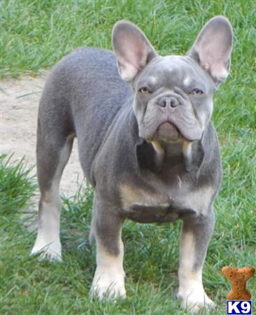 a grey french bulldog dog with a large belly