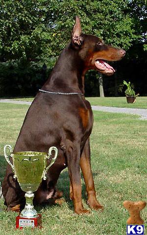 a doberman pinscher dog standing on grass