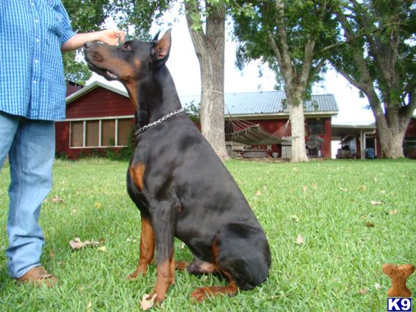 a doberman pinscher dog being petted by a person