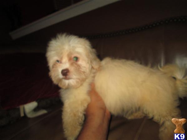 Shih Tzu Puppy for Sale: 1 Male Shihpoo Left 11 weeks olf 8 Years old