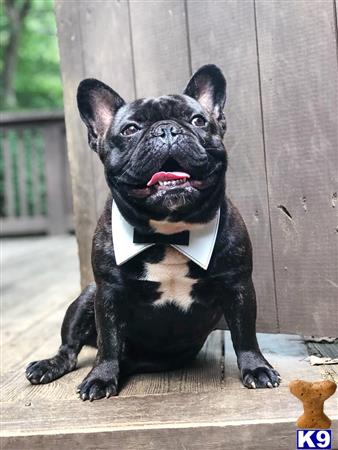 a french bulldog dog wearing a bow tie