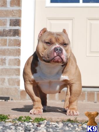 a american bully dog standing outside