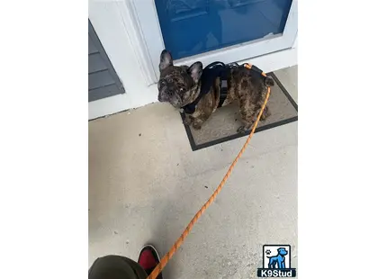 a french bulldog dog with a leash