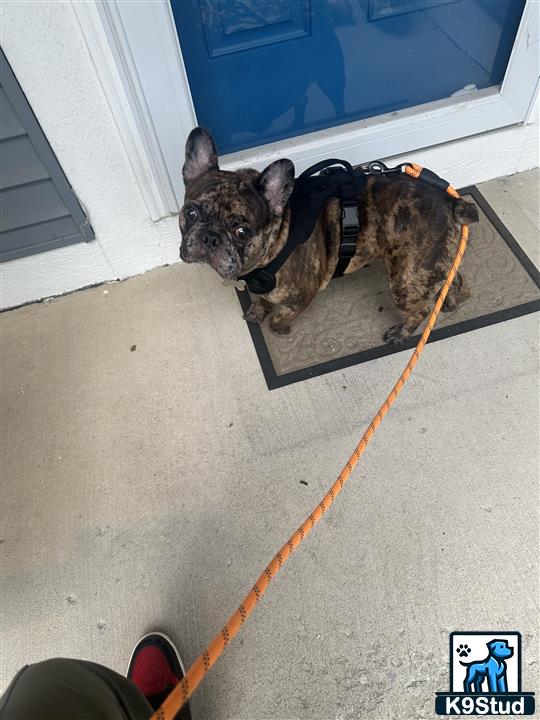 a french bulldog dog with a leash