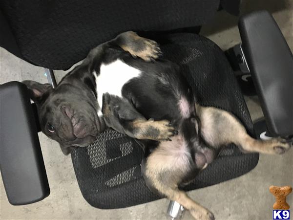 a french bulldog dog lying on a couch