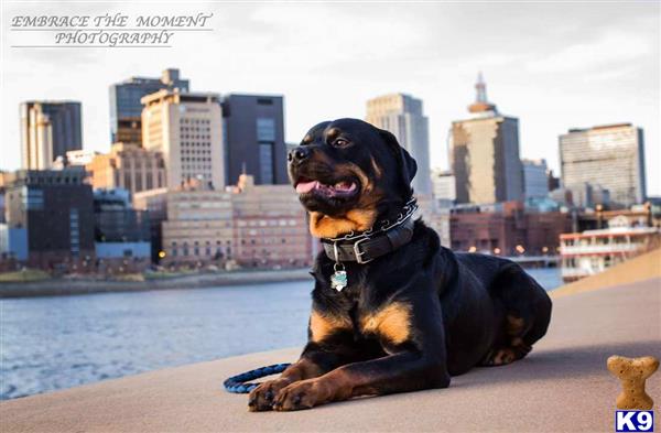 a rottweiler dog sitting on a dock