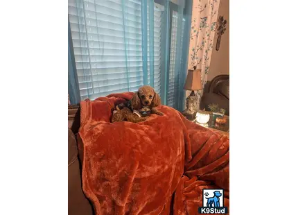 a poodle dog sitting on a couch