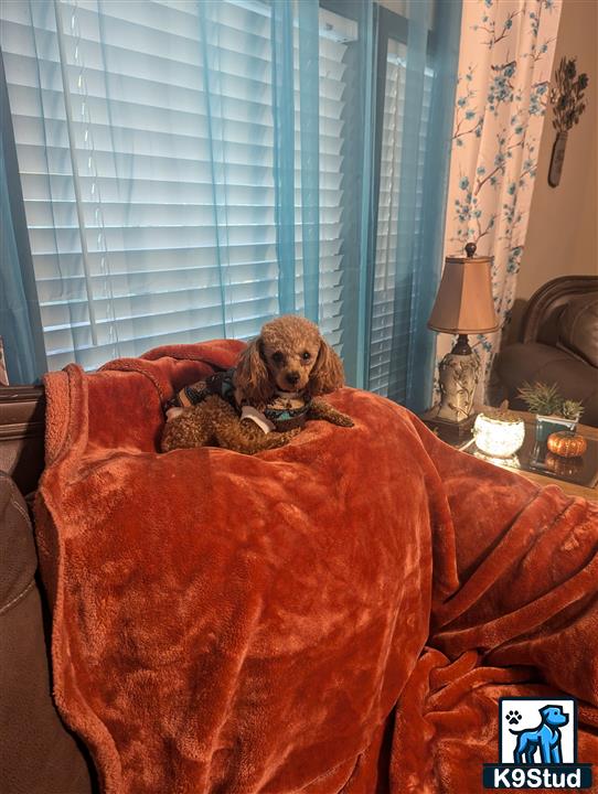 a poodle dog sitting on a couch