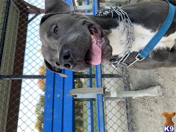 a american pit bull dog with its tongue out