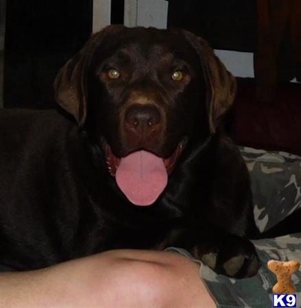 a labrador retriever dog with its tongue out