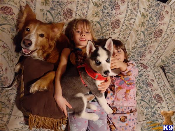 a girl and two mixed breed dogs