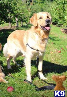 a golden retriever dog standing on grass