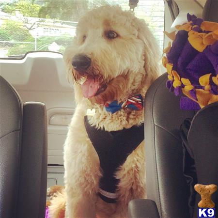 a goldendoodles dog sitting in a car