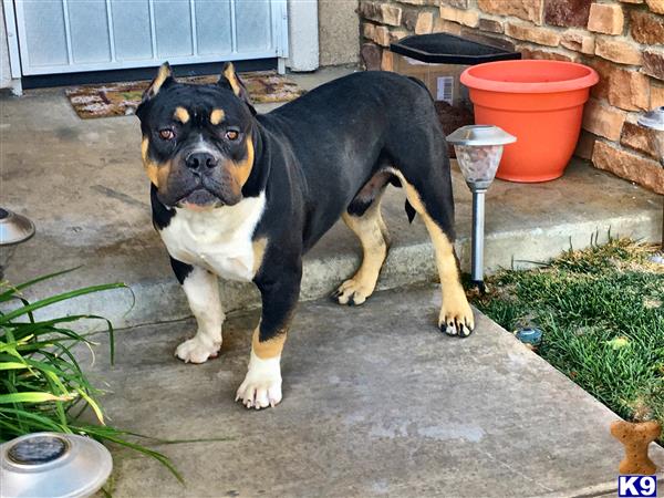 a american bully dog standing on a patio