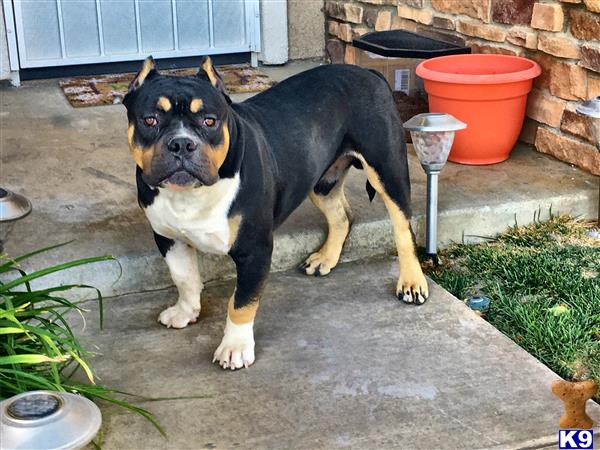 a american pit bull dog standing on a patio