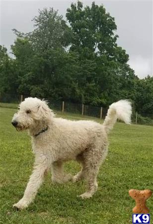 a white labradoodle dog standing in a grassy area with trees in the background