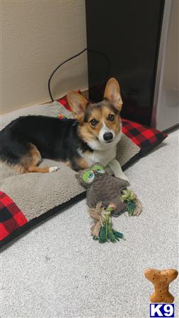 a pembroke welsh corgi dog lying on the floor with toys