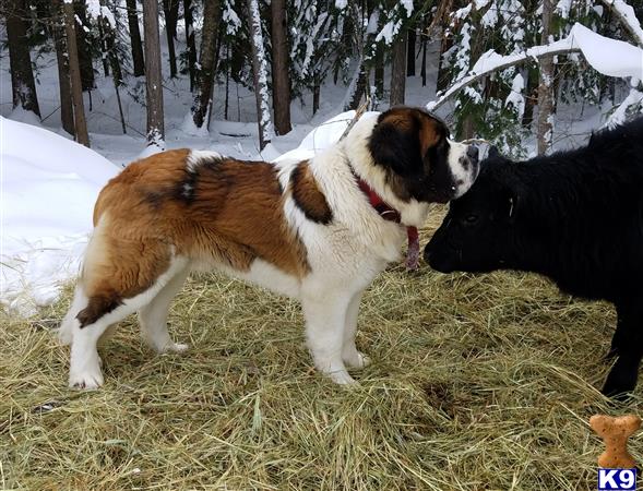 a couple of saint bernard dogs in a snowy area