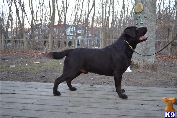 a black labrador retriever dog on a leash