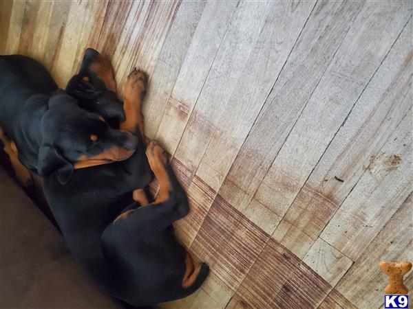 a doberman pinscher dog lying on the floor