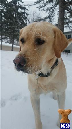 a labrador retriever dog standing in the snow