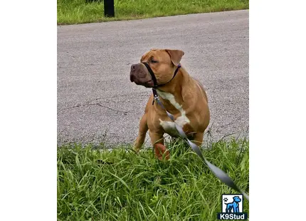 a american bully dog on a leash on a road