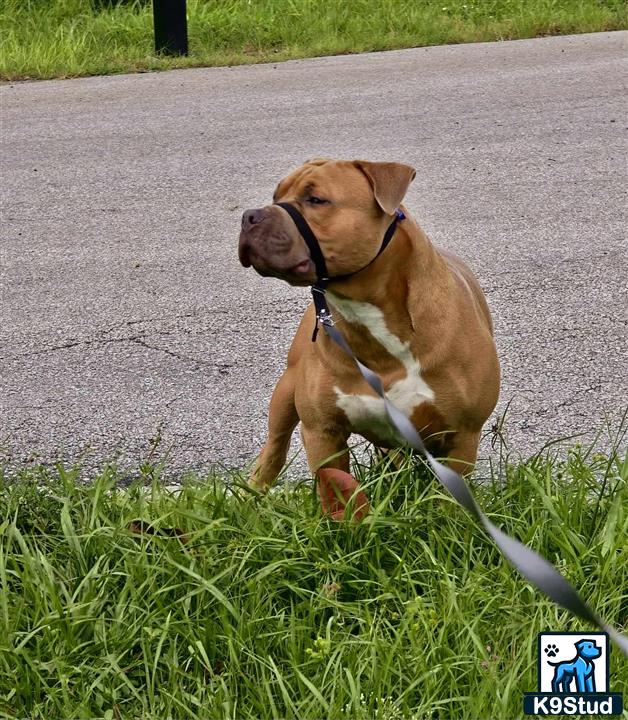 a american bully dog on a leash on a road